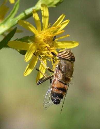 Réf. 241 230 : Eristalinus taeniops
